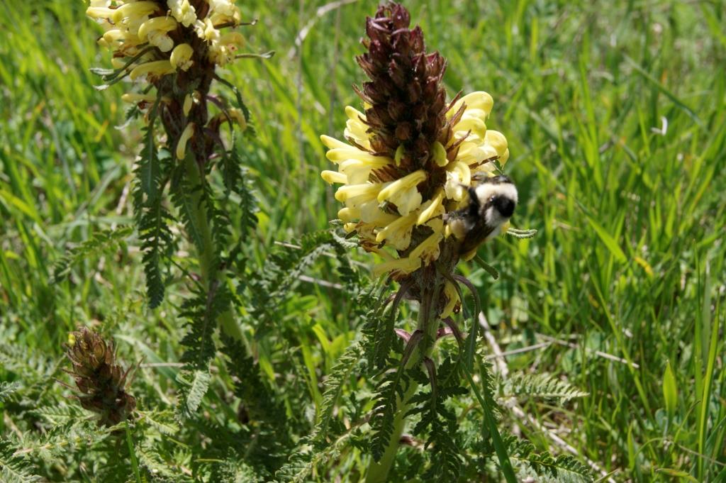 Изображение особи Pedicularis sibthorpii.