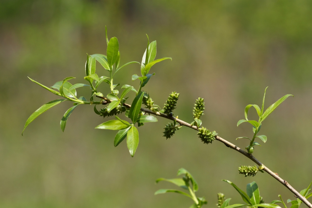 Изображение особи Salix pierotii.