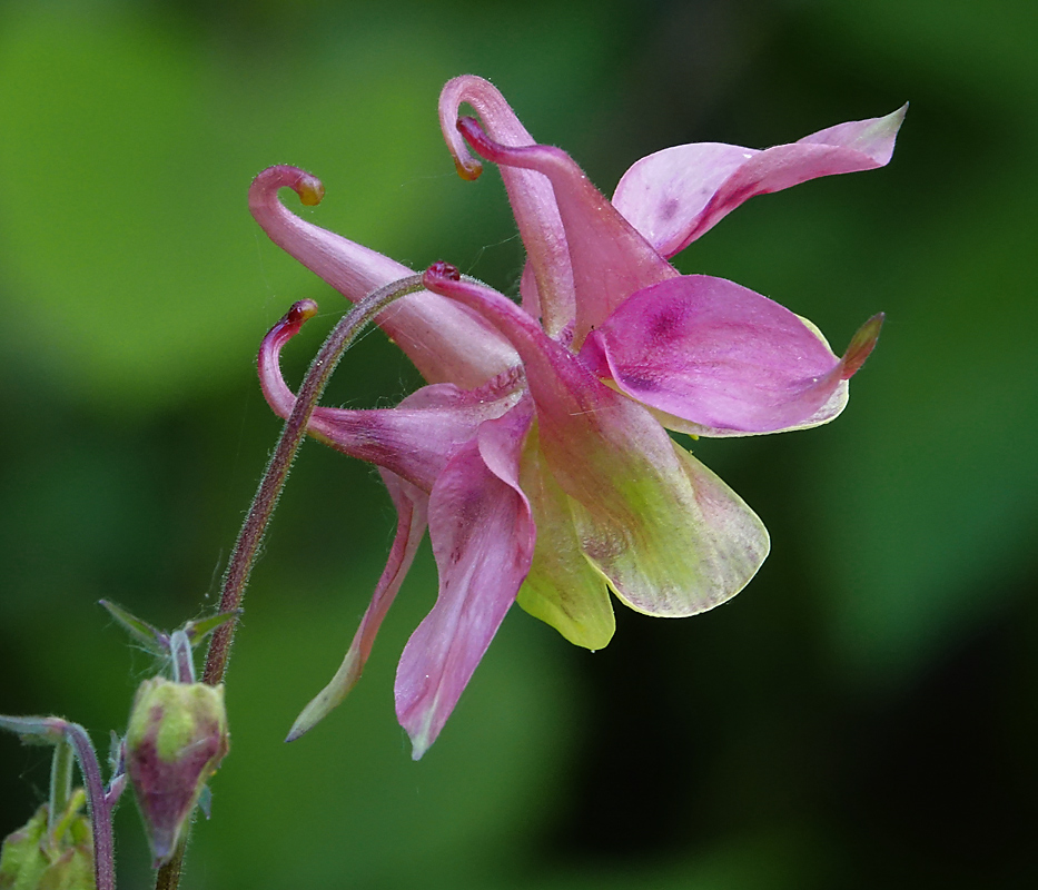 Изображение особи Aquilegia vulgaris.