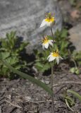 Tulipa turkestanica. Цветущее растение. Мурманск, МАГУ, в культуре на клумбе. 15.06.2017.