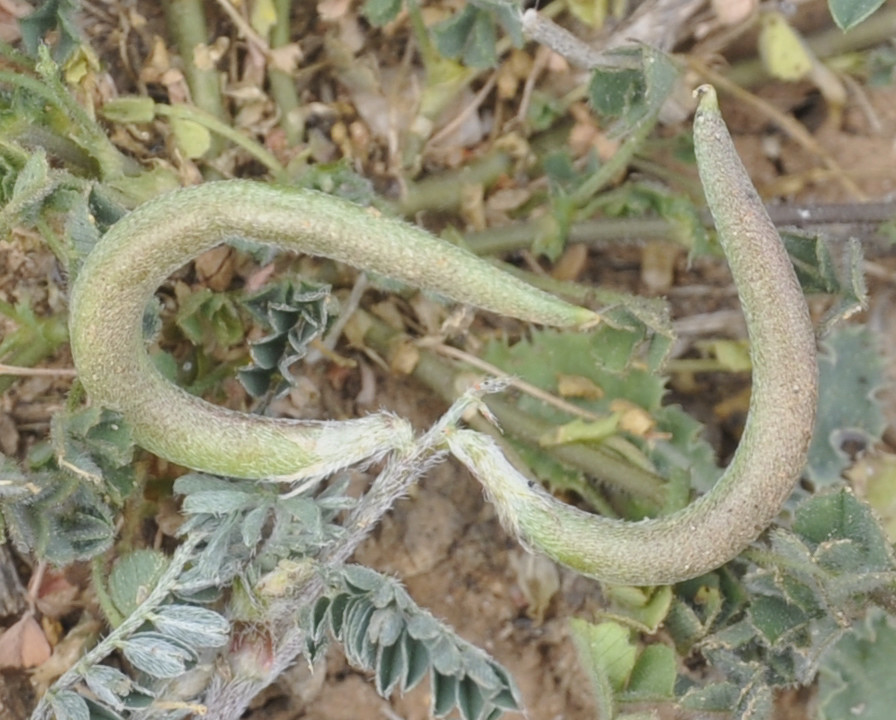 Image of Astragalus hamosus specimen.