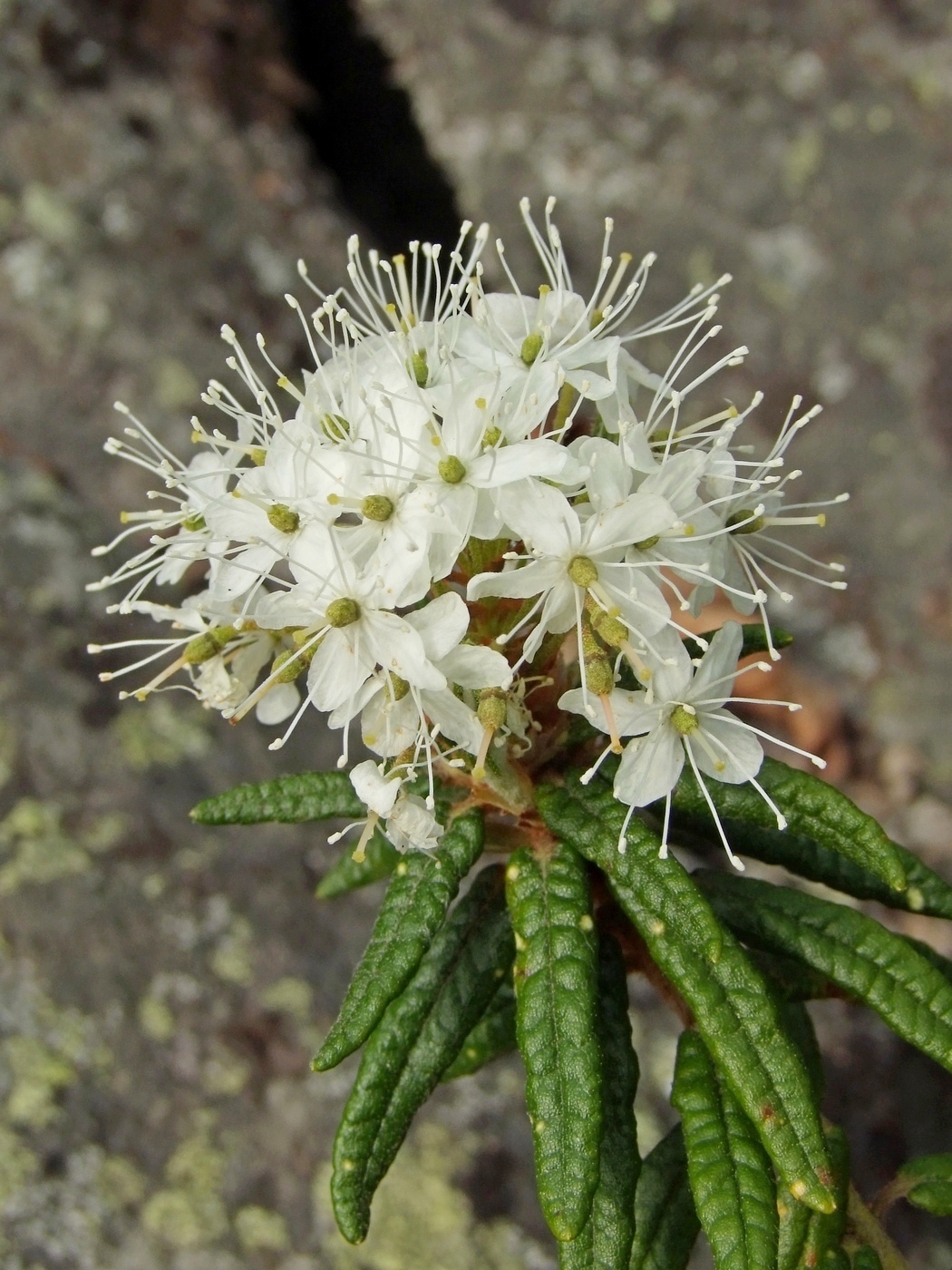 Изображение особи Ledum decumbens.