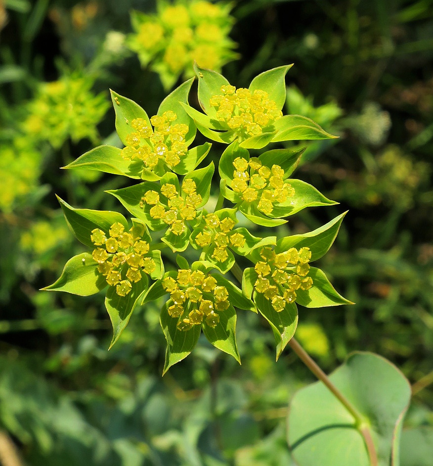 Image of Bupleurum rotundifolium specimen.