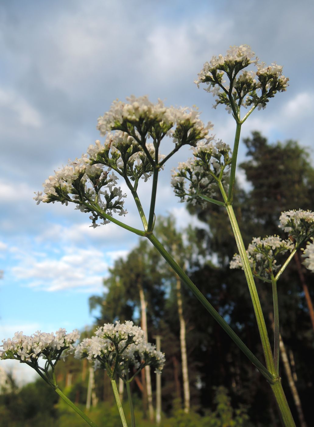 Image of Valeriana officinalis specimen.