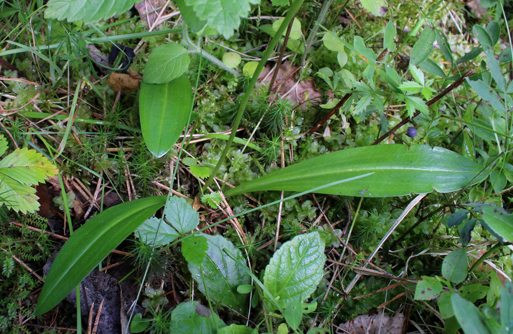 Изображение особи Platanthera bifolia.