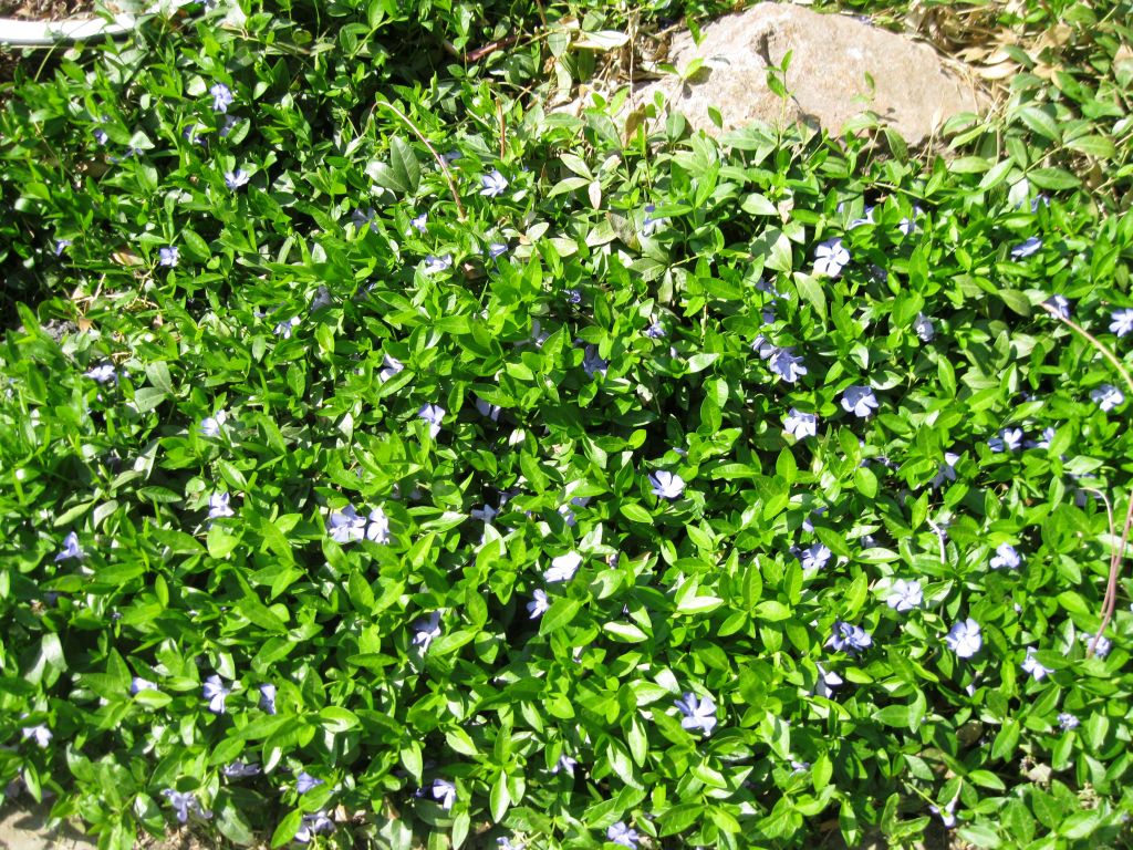 Image of Vinca minor specimen.