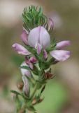Image of taxon representative. Author is Марина Скотникова