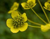 Bupleurum longifolium подвид aureum. Часть незрелого соплодия. Пермский край, Кунгурский р-н, правый берег р. Шаква ниже с. Тарнабаево, опушка соснового леса. 05 августа 2017 г.