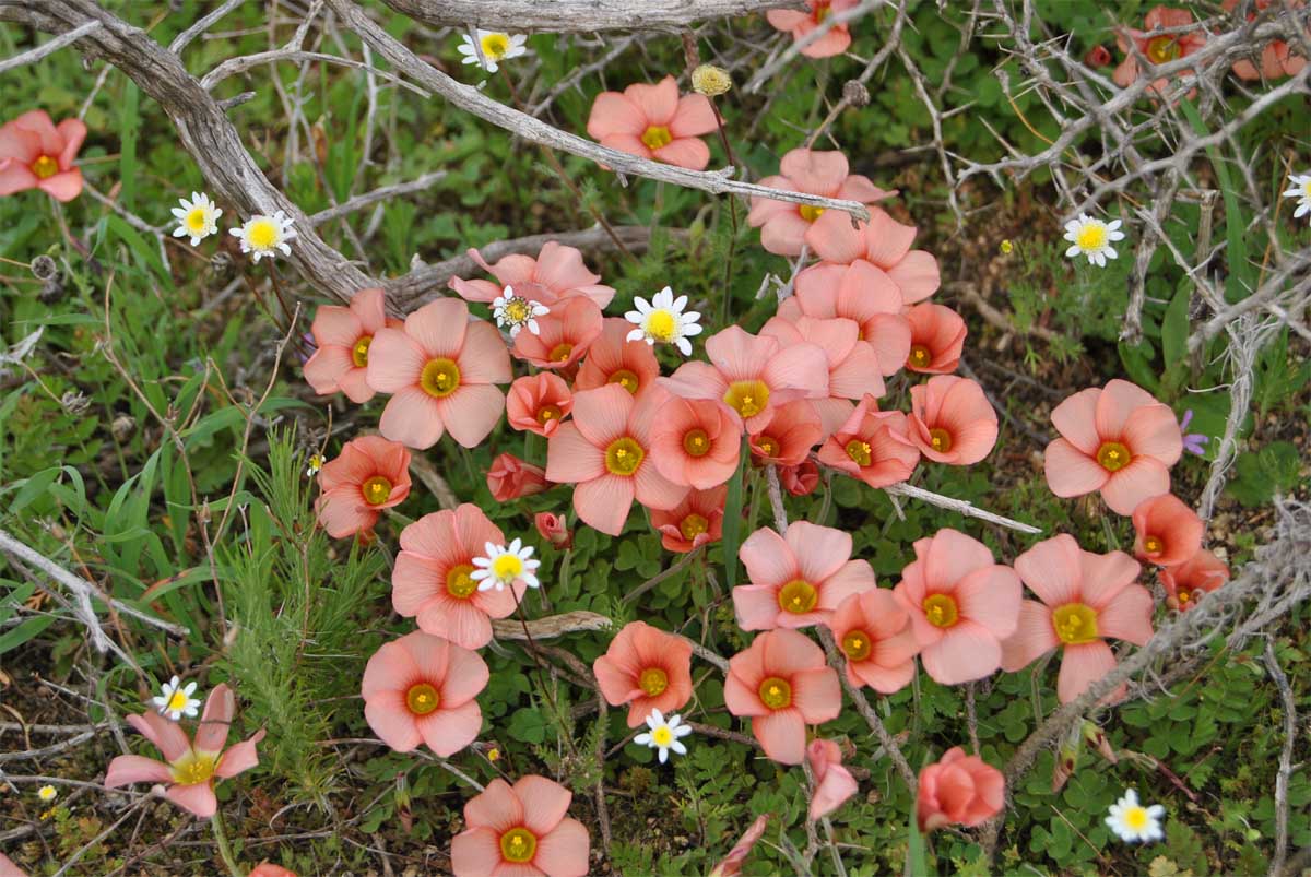 Изображение особи Oxalis obtusa.