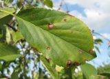 Cerasus vulgaris. Лист с поражениями. Краснодарский край, Абинский р-н, ст. Холмская, у жилья. 10.09.2017.