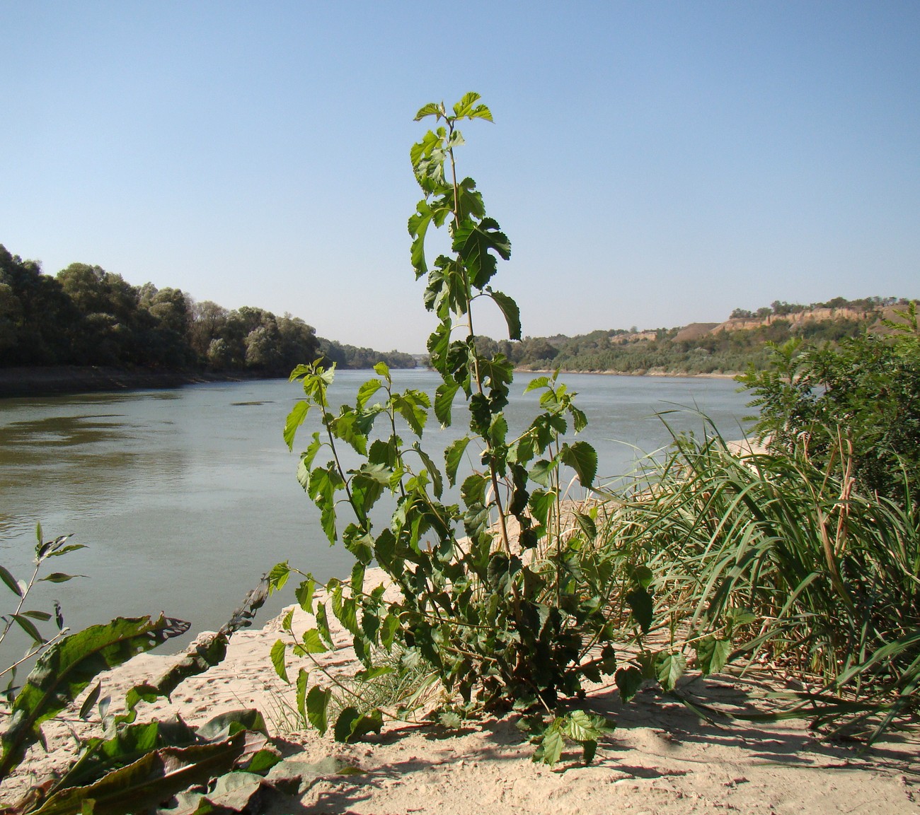 Image of Morus alba specimen.