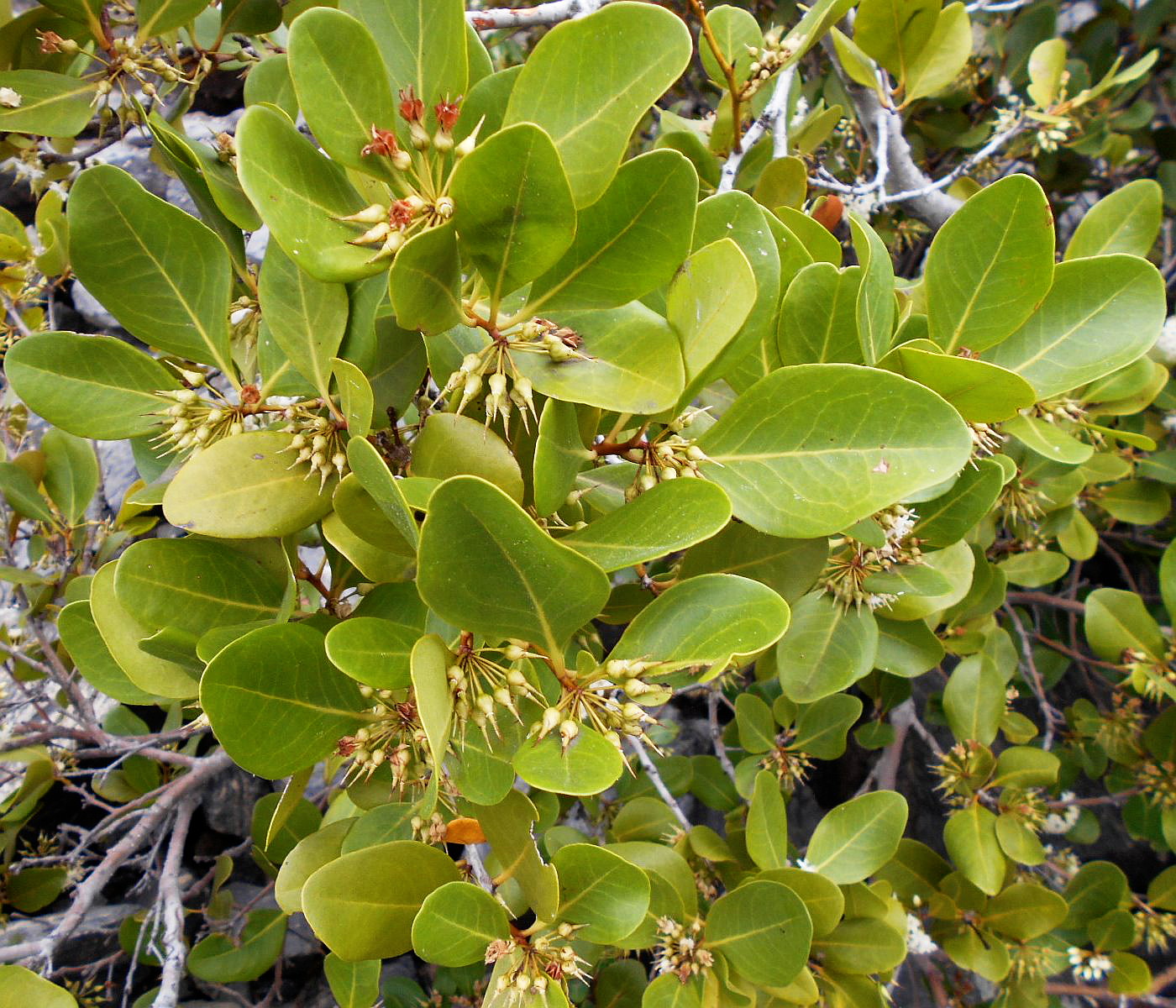 Изображение особи Aegiceras corniculatum.