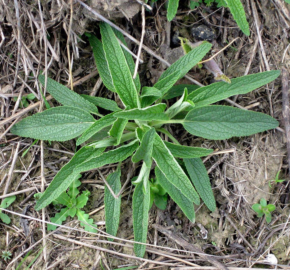 Image of Phlomis pungens specimen.