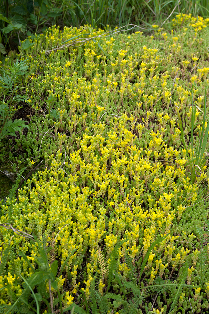 Image of Sedum acre specimen.