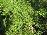 Rubus rosifolius. Часть цветущего и плодоносящего растения. Австралия, Квинсленд, г. Голд-Кост (Benowa), ботанический сад. 11.10.2015.