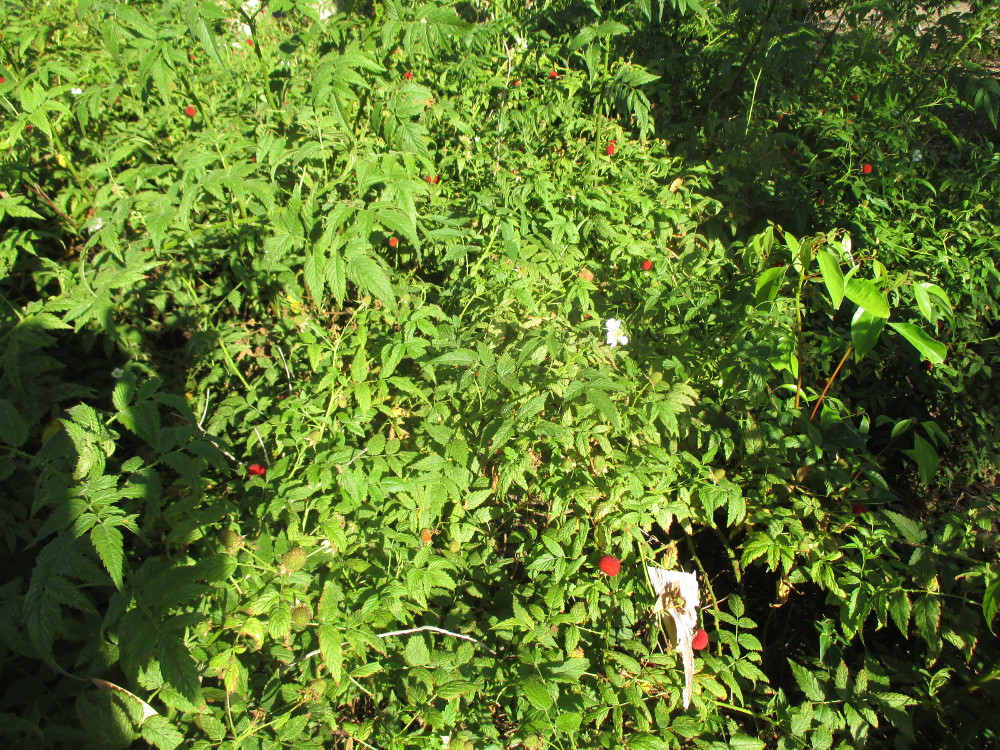 Image of Rubus rosifolius specimen.