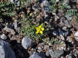 Potentilla orientalis. Цветущее растение. Таджикистан, Фанские горы, верховья р. Чапдара, ≈ 2800 м н.у.м., осыпающийся каменистый склон. 30.07.2017.