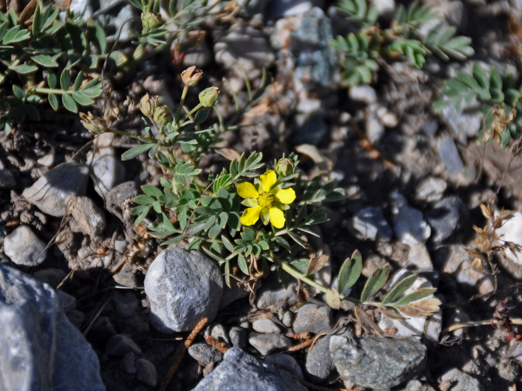 Изображение особи Potentilla orientalis.