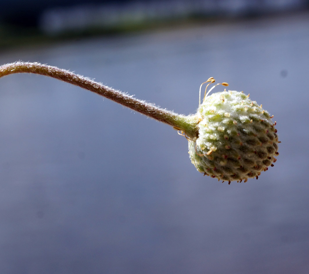 Image of Anemone sylvestris specimen.
