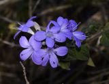 Barleria obtusa. Верхушка веточки с бутонами и цветками. Израиль, Шарон, пос. Кфар Монаш, ботанический сад \"Хават Ганой\". 01.11.2017.