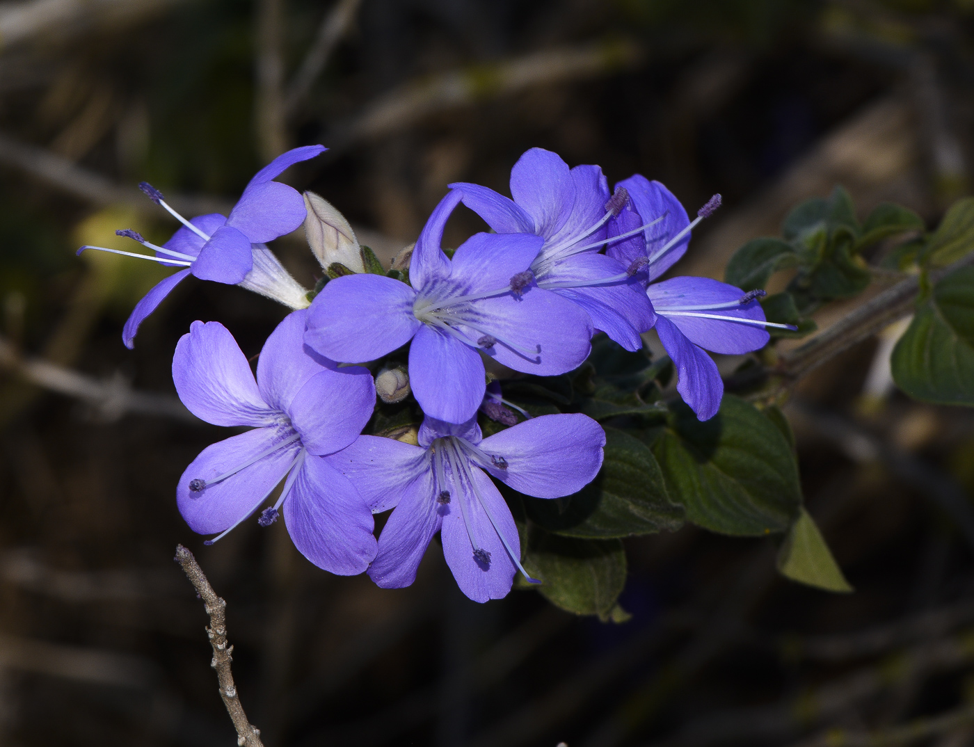 Изображение особи Barleria obtusa.