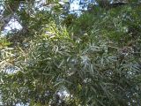 Afrocarpus falcatus. Ветвь с семенами. Австралия, г. Брисбен, ботанический сад. 29.12.2017.