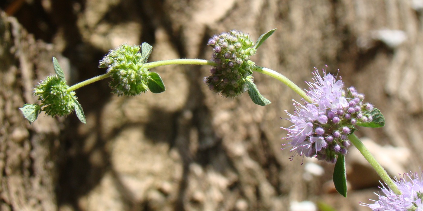 Изображение особи Mentha pulegium.