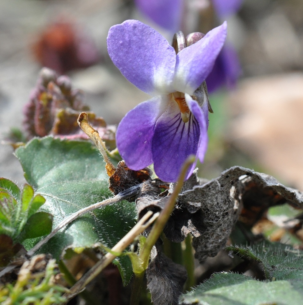 Изображение особи род Viola.