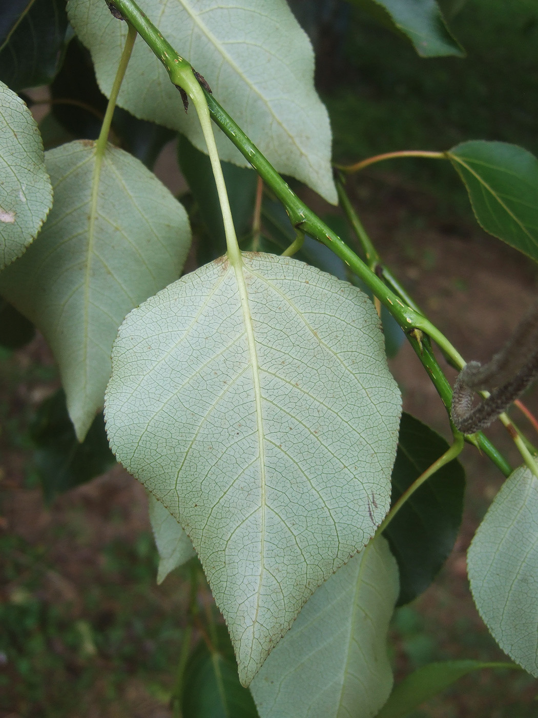 Image of Populus &times; rasumowskiana specimen.