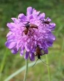 Image of taxon representative. Author is Оксана Великова