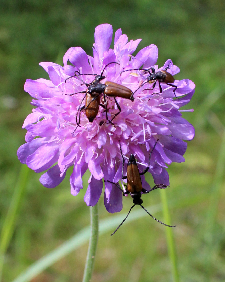 Image of Knautia arvensis specimen.