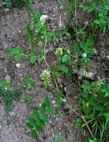 Astragalus glycyphyllos. Верхушка побега с соцветиями. Адыгея, хребет Уна-Коз, ≈ 1000 м н.у.м., опушка широколиственного леса, у дороги. 02.07.2017.