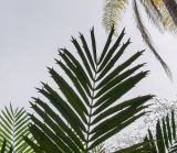 Dioon spinulosum. Верхушка вайи. Израиль, Шарон, г. Тель-Авив, ботанический сад тропических растений. 07.02.2018.