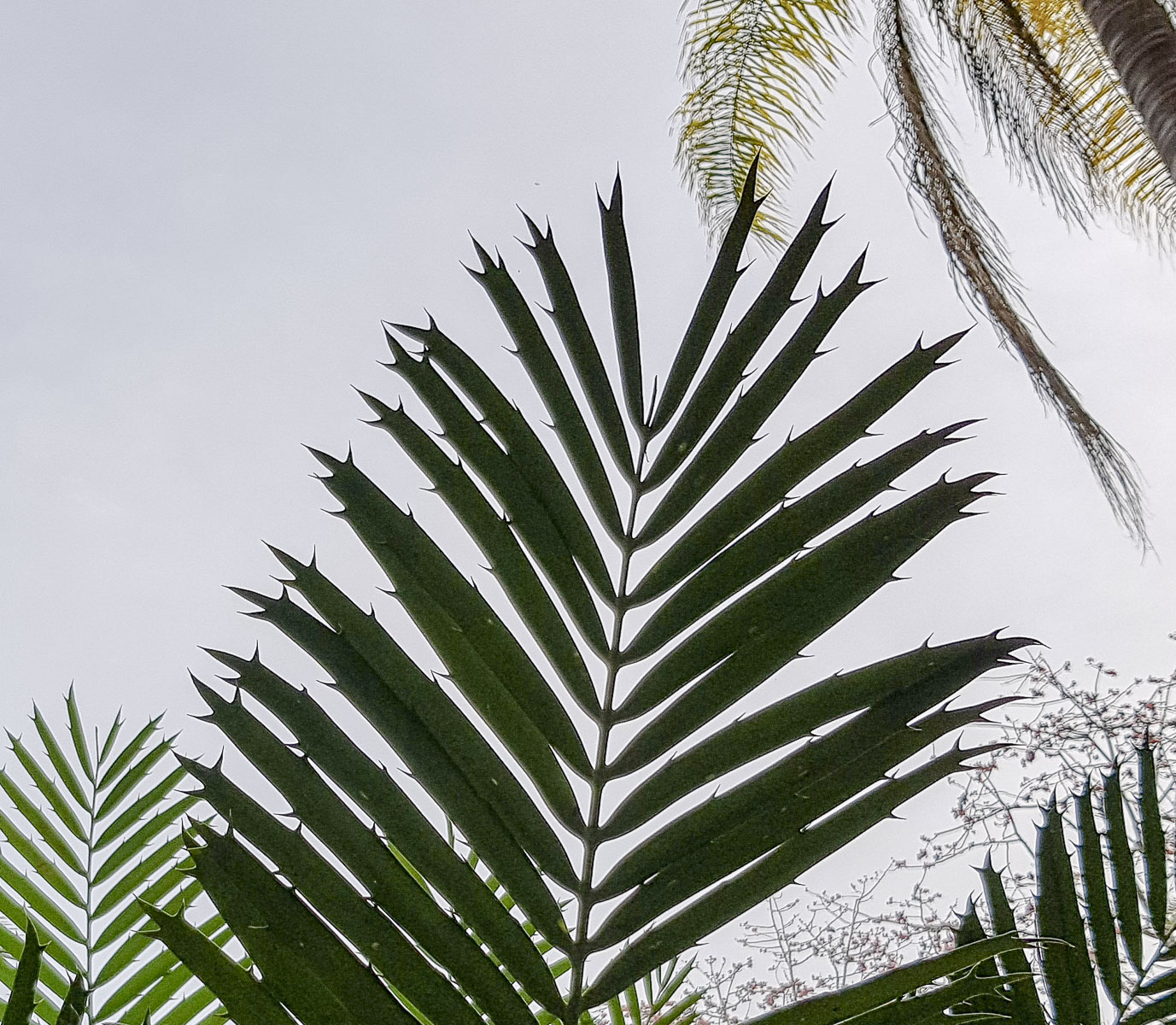 Изображение особи Dioon spinulosum.