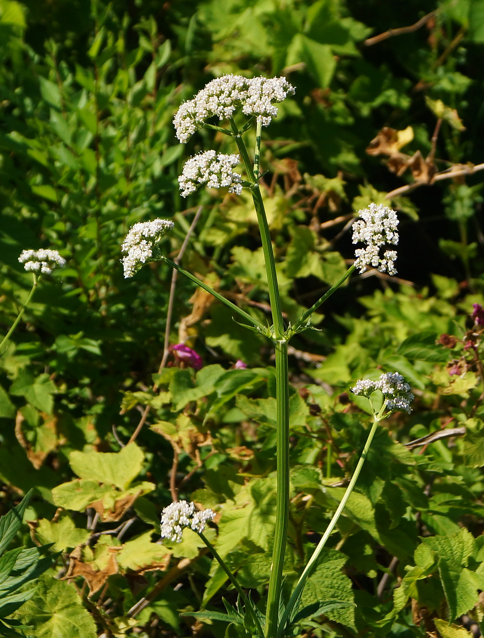 Изображение особи род Valeriana.