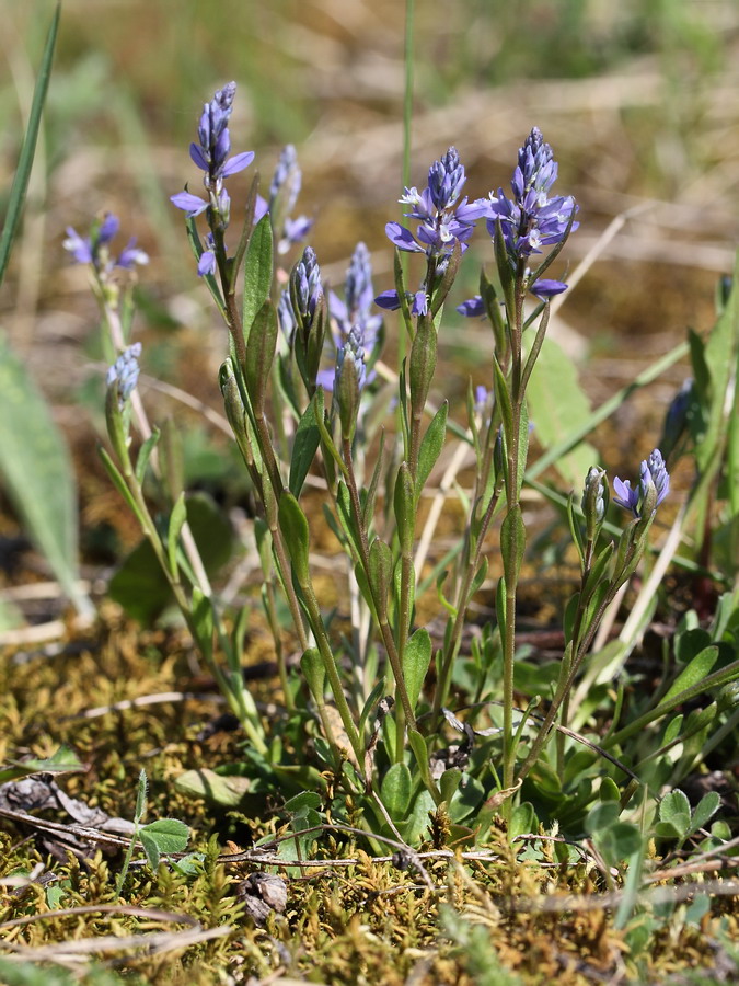 Image of Polygala amarella specimen.