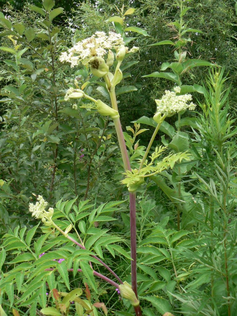 Image of Angelica dahurica specimen.