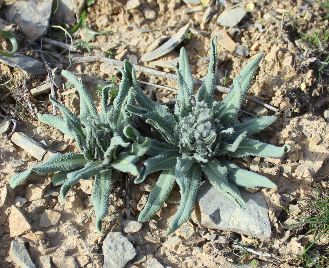 Изображение особи Caccinia macranthera.