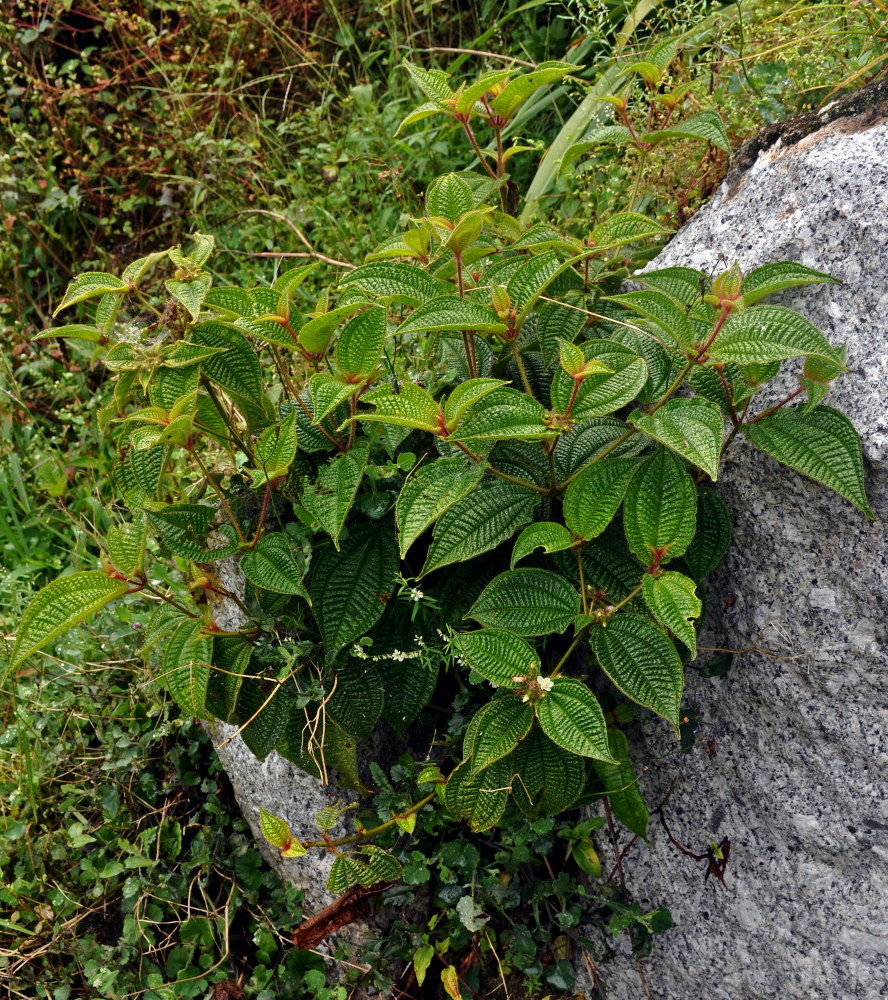 Image of Miconia crenata specimen.