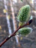 Salix caprea. Верхушка побега с женскими соцветиями и вегетативными почками. Свердловская обл., г. Екатеринбург, окр. пос. Шабровский, обочина дороги между берёзовым лесом и заброшенными сельскохозяйственными угодьями. 30.04.2017.