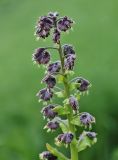 Solenanthus circinnatus