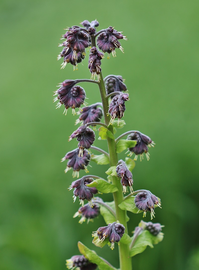 Изображение особи Solenanthus circinnatus.