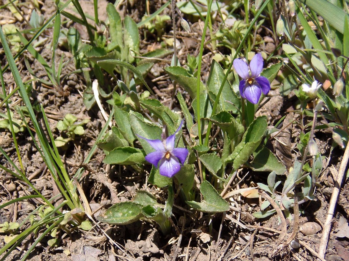 Image of Viola ambigua specimen.