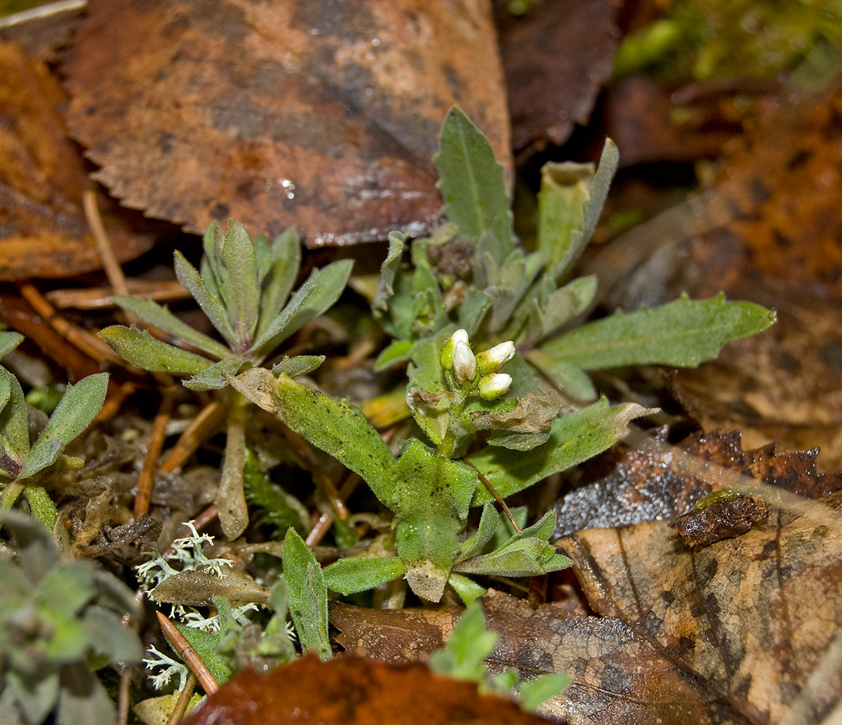 Изображение особи Schivereckia podolica.