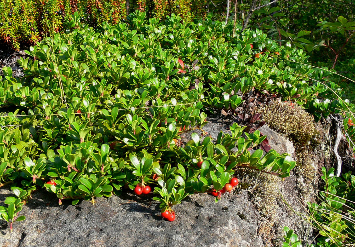 Изображение особи Arctostaphylos uva-ursi.