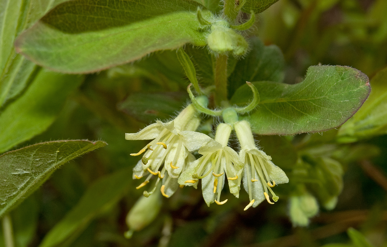 Image of Lonicera edulis specimen.