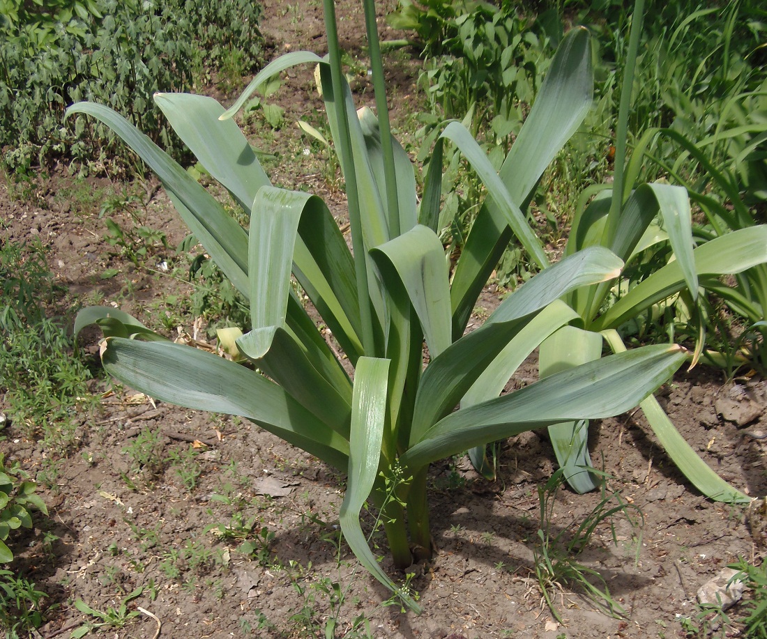 Image of genus Allium specimen.