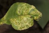 Lactuca chaixii. Лист в средней части поражённого грибом Puccinia растения. Саратов, Октябрьское ущелье, широколиственный лес, в тени. 11.06.2018.
