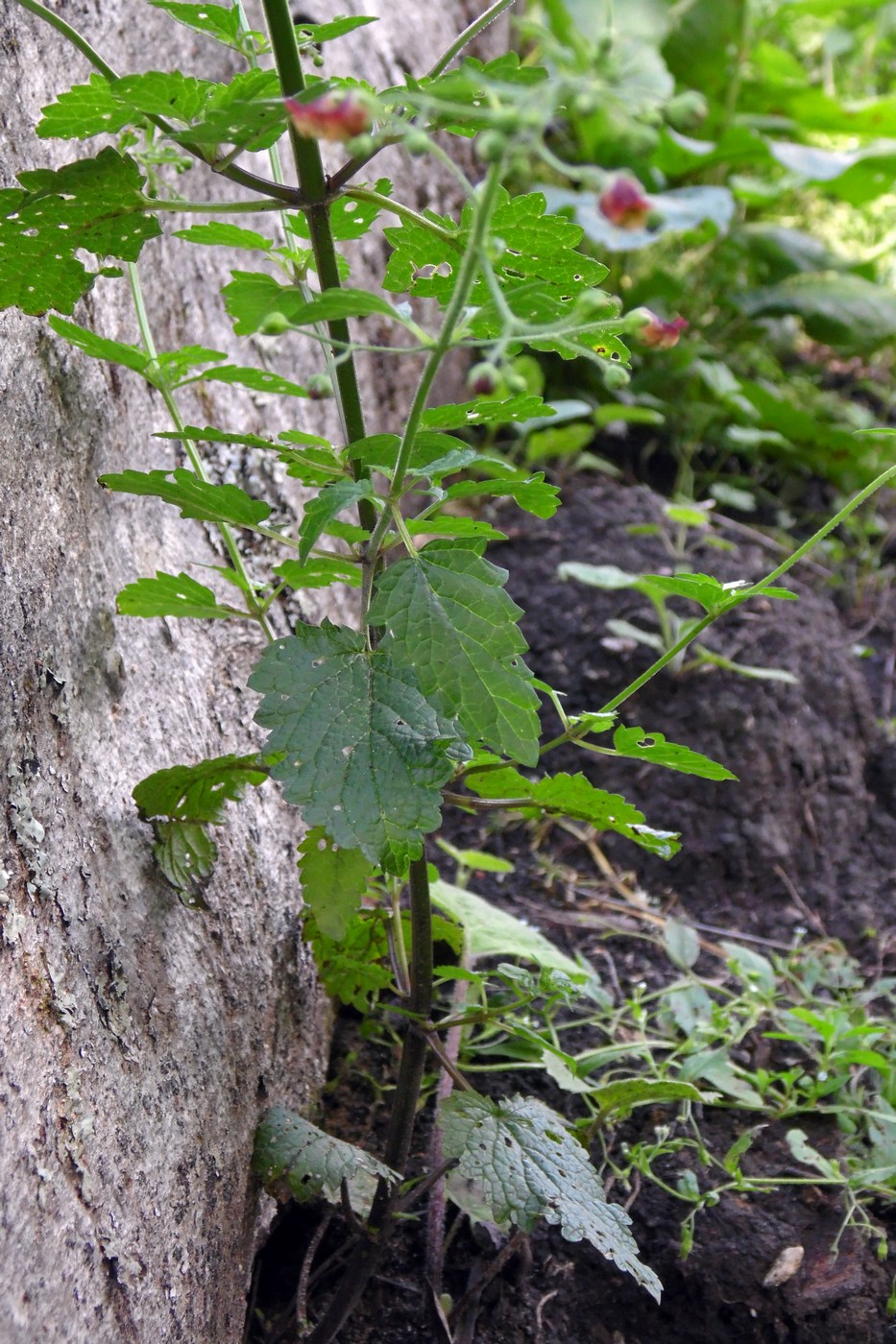 Image of Scrophularia scopolii specimen.