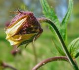 Geum rivale